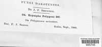 Erysiphe polygoni image